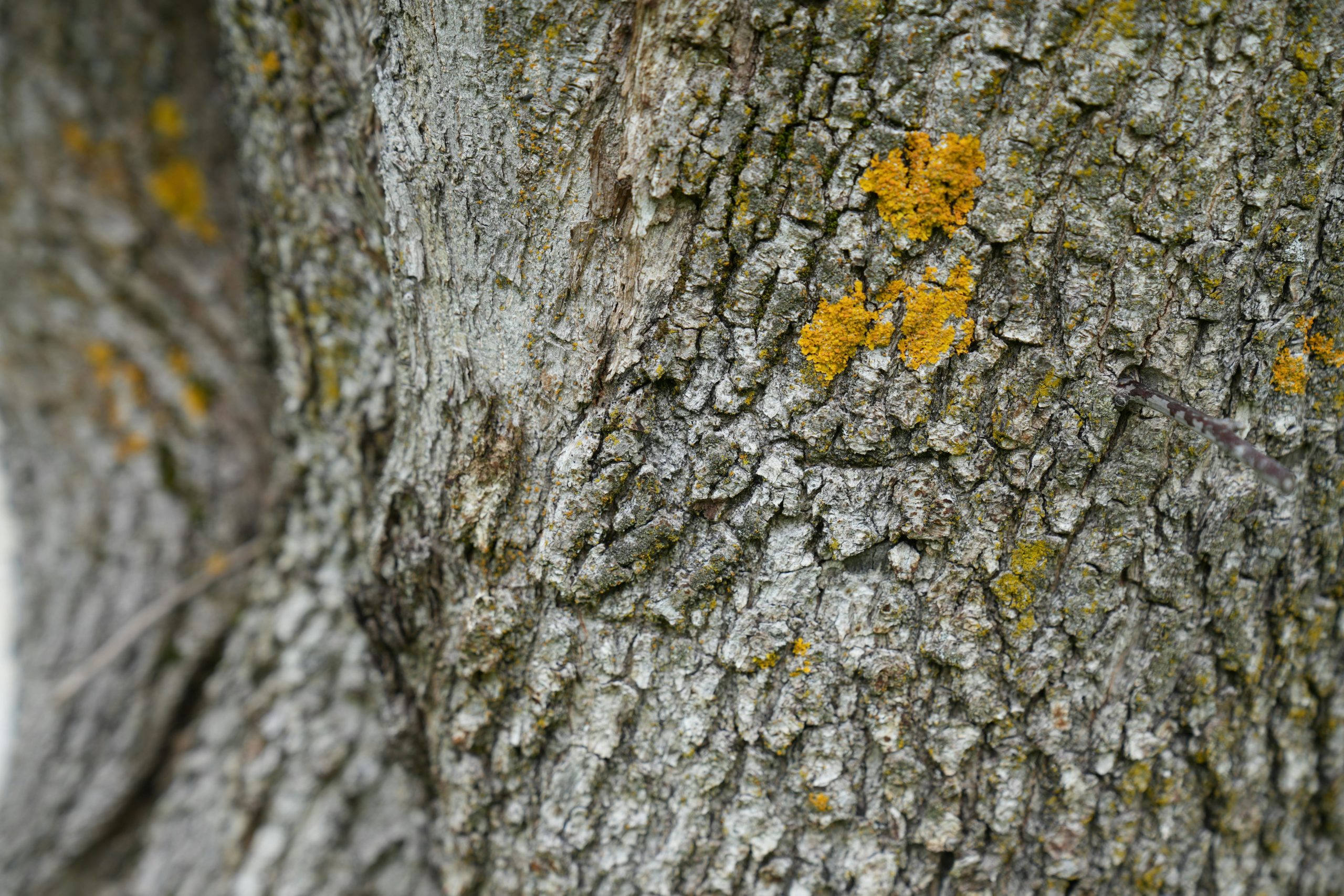 Kostenloses Stock Foto zu abstrakt, baum, baumstamm