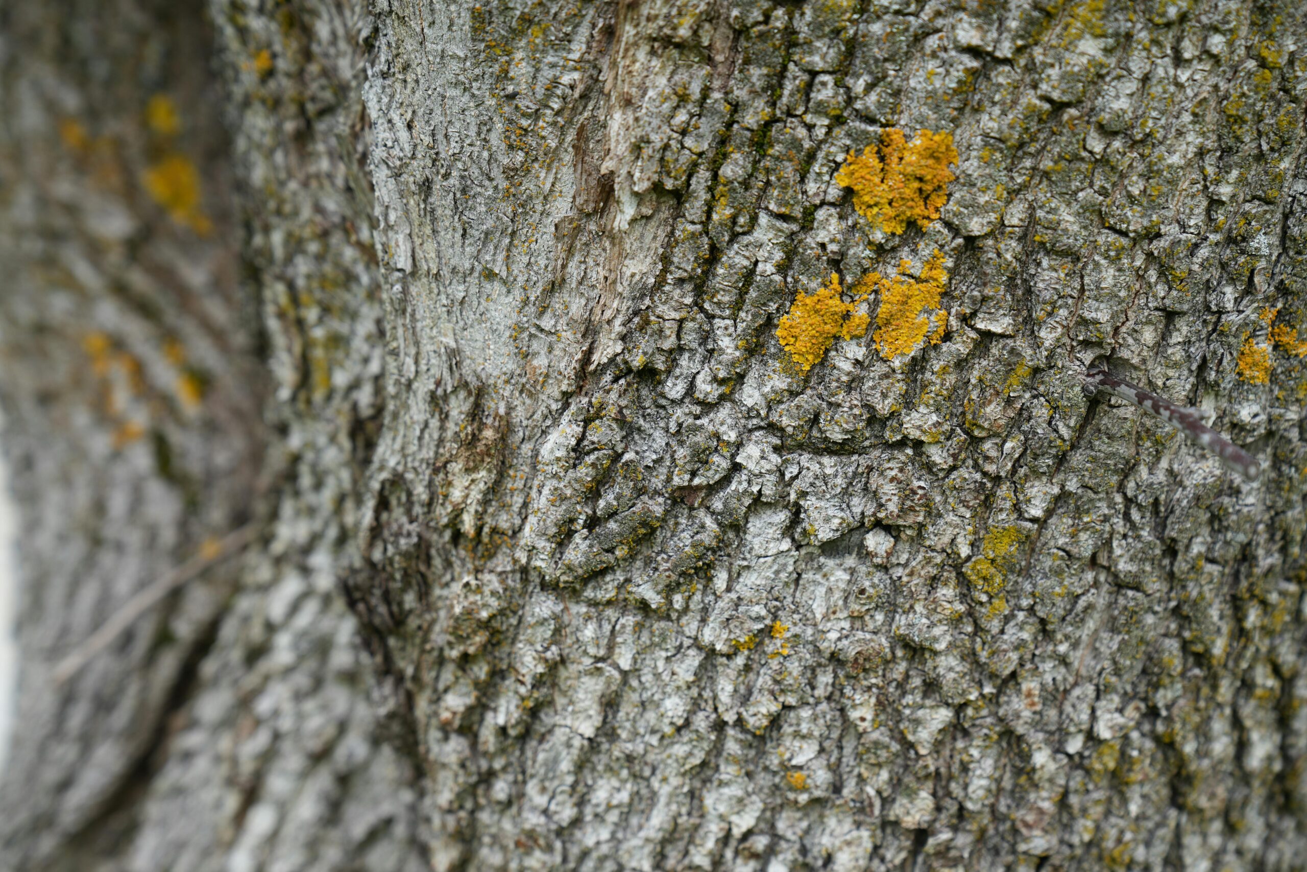 Kostenloses Stock Foto zu baum, biodiversität, biologische vielfalt